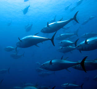 ICCAT officially adopts an MSE for Atlantic bluefin tuna